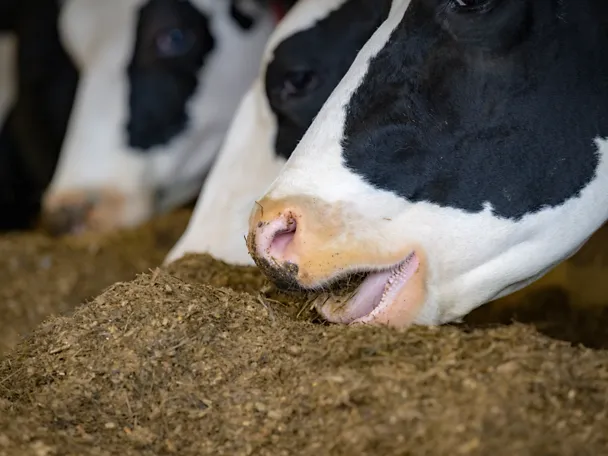 Rind am Fressen Nahaufnahme
