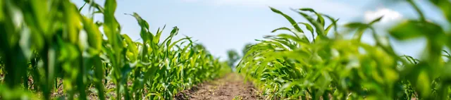Junge Maispflanzen im Feld