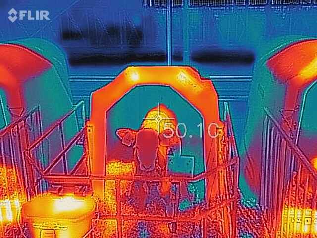 Cielę w igloo latem