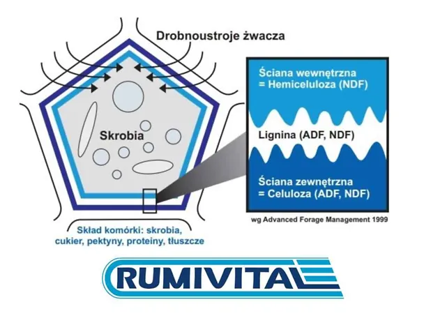RUMIVITAL