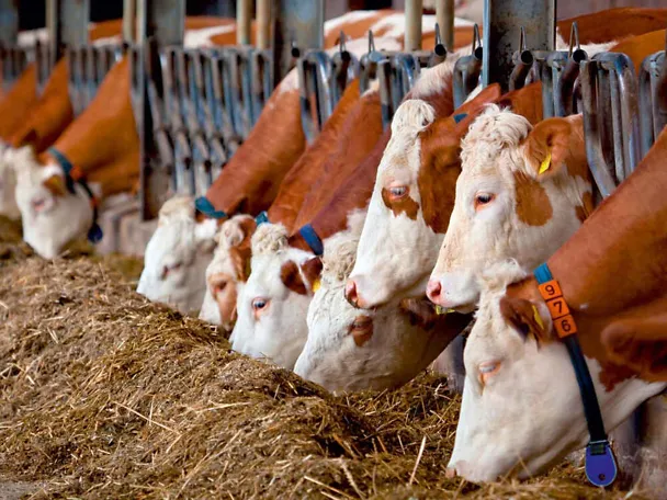 Bydło przy stole paszowym