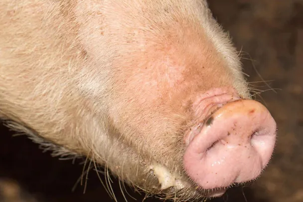 Świnie dotknięte stresem oksydacyjnym