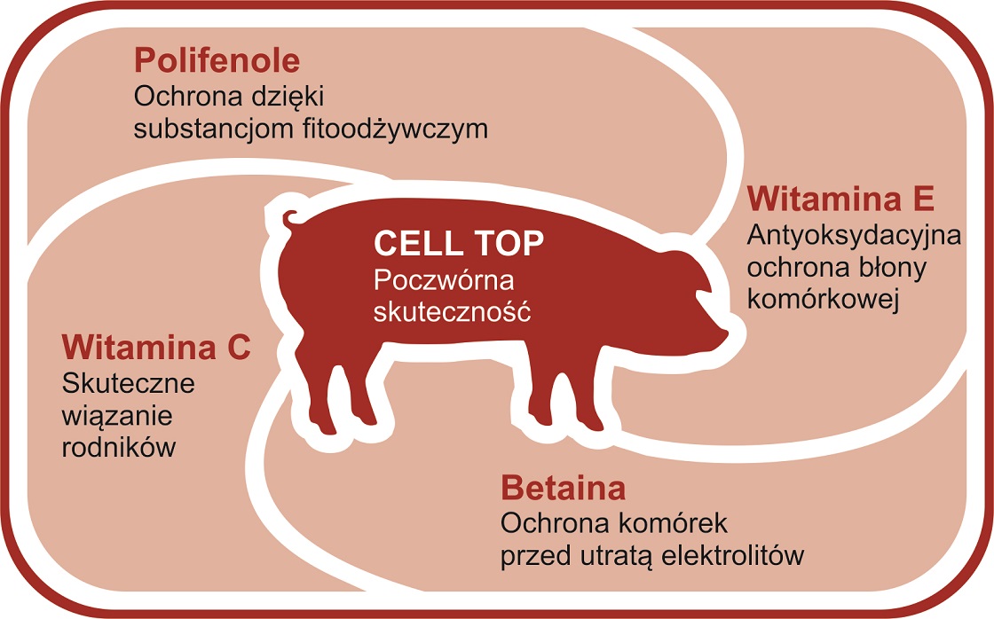 Działanie CELL-TOP Działanie CELL-TOP