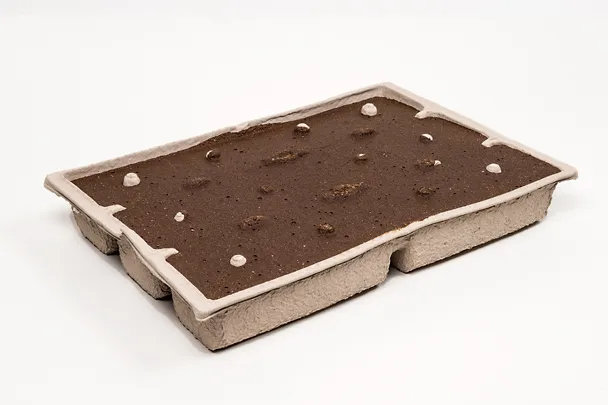 SCHAUMANN-SIXPIG SCHAUMANN-SIXPIG