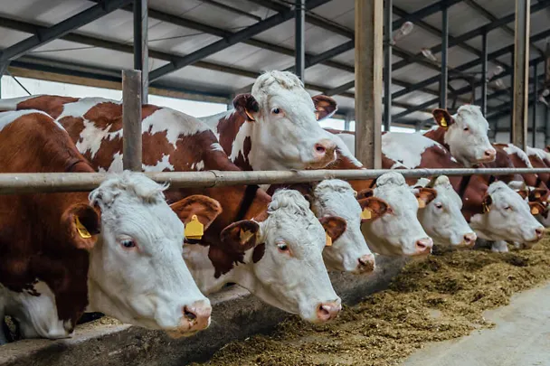 Bydło przy stole paszowym