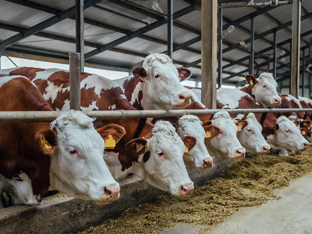 Bydło przy stole paszowym