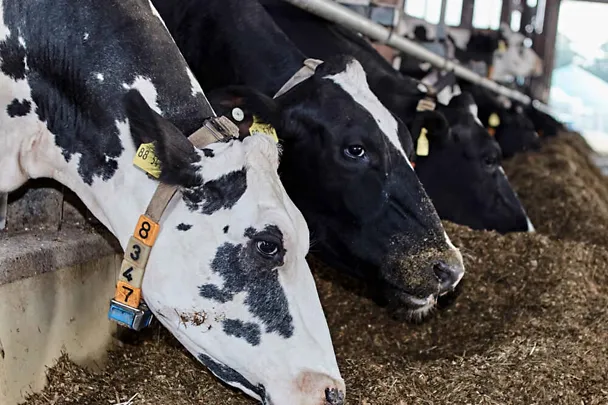 Krowy przy stole paszowym