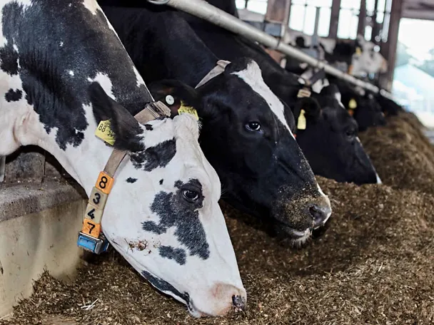 Krowy przy stole paszowym