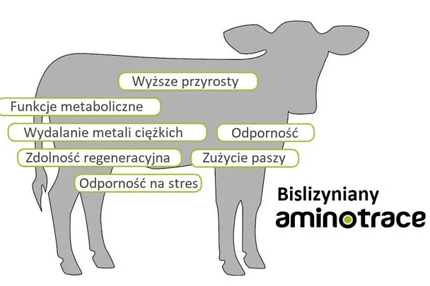 Główne kierunki działania bislizynianów AMINOTRACE Główne kierunki działania bislizynianów AMINOTRACE