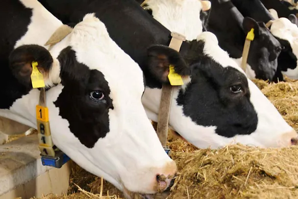 Krowy przy stole paszowym Krowy przy stole paszowym