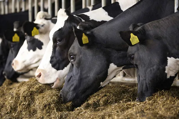 Krowy przy stole paszowym Krowy przy stole paszowym