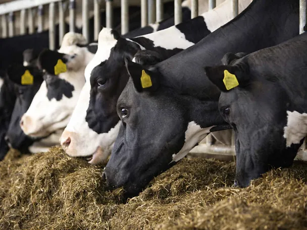 Krowy przy stole paszowym