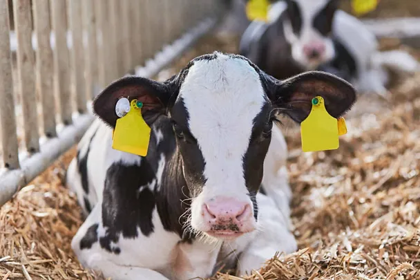 Cielę na słomie Cielę na słomie