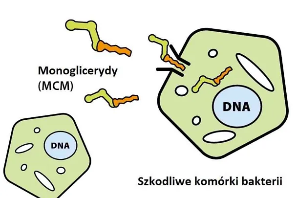 Monogllicerydy Monogllicerydy