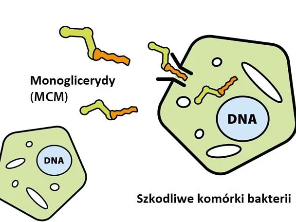 Monogllicerydy