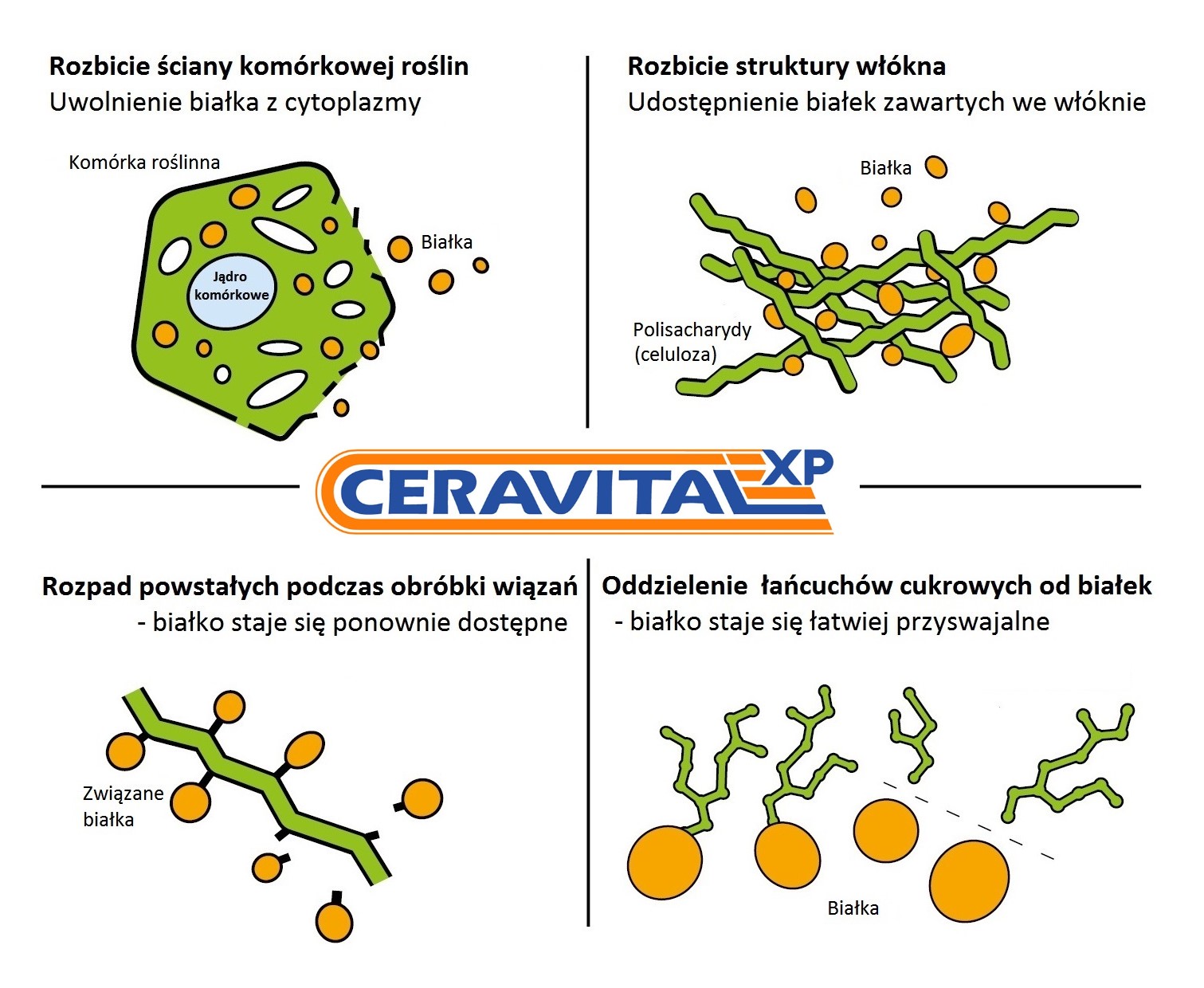 Poczwórne działanie CERAVITAL-u XP