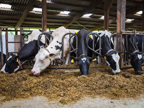 Krowy mleczne przy stole paszowym