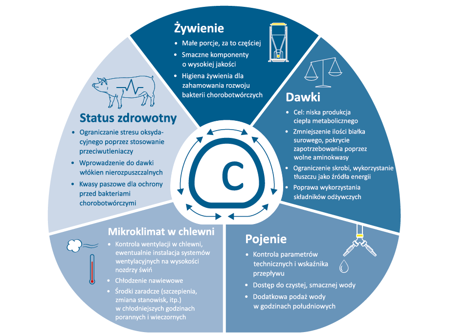 Jak walczyć ze stresem cieplnym u świń Jak walczyć ze stresem cieplnym u świń