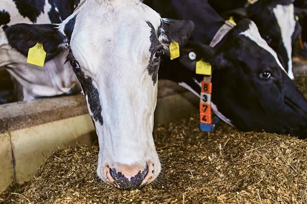Kuh beim Fressen Kuh beim Fressen