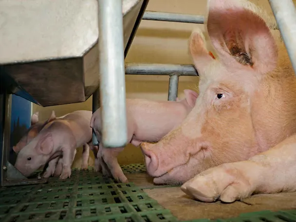 Locha i prosię ssące