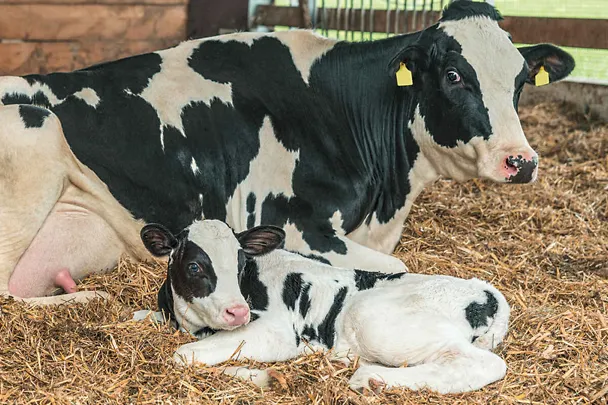 Kuh mit Kalb Kuh mit Kalb