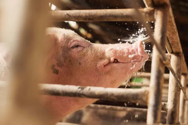 Schwein mit Wasser Schwein mit Wasser