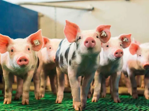 SCHAUMA PRO TAB dla wzmocnienia statusu zdrowotnego prosiąt