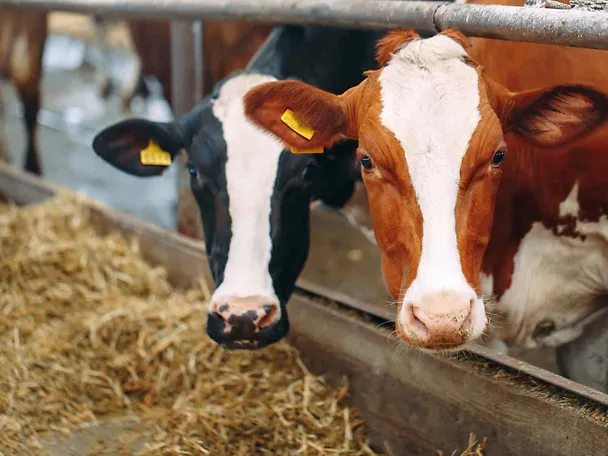 Krowy przy stole paszowym