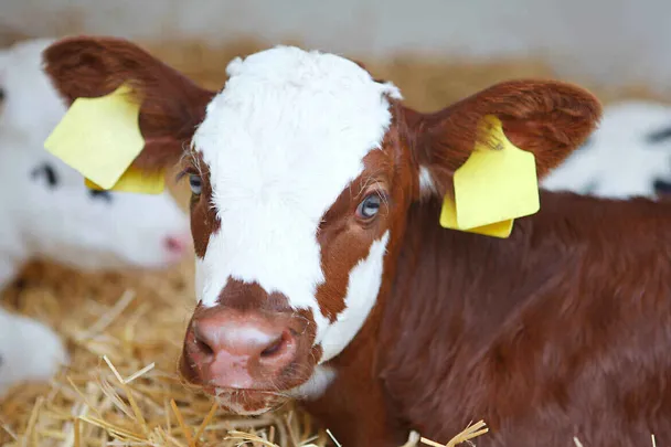 Odchów cieląt Odchów cieląt