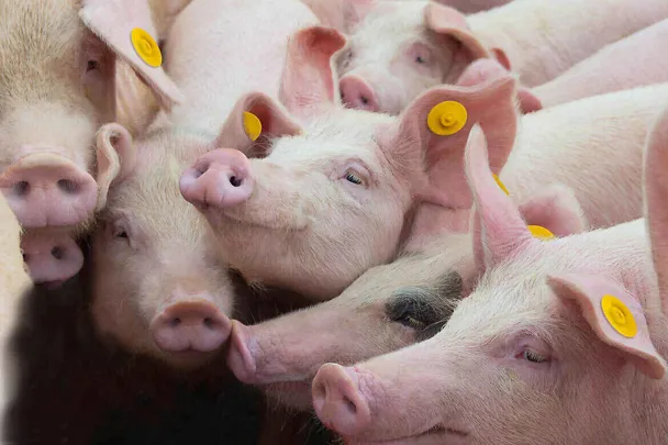 Stabilizacja prosiąt Stabilizacja prosiąt