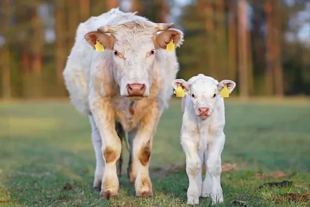 Mutterkuh mit Kalb
