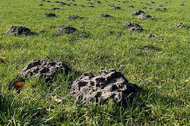 Kretowsika na łące Kretowsika na łące