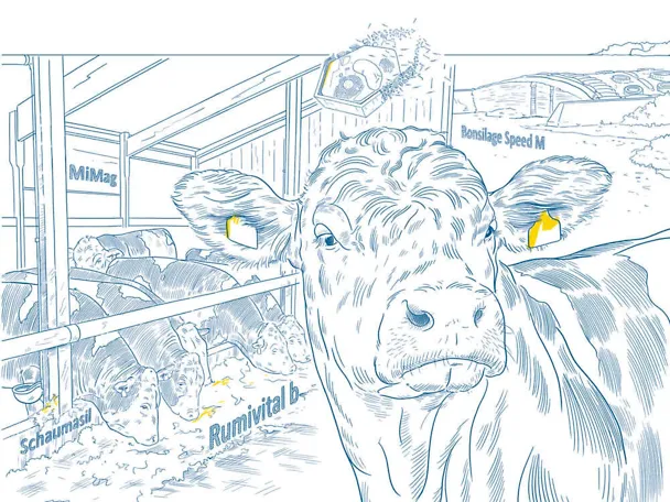 Żywienie opasów z konceptem SCHAUMANNA