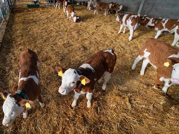 Odchów młodego bydła w oborze