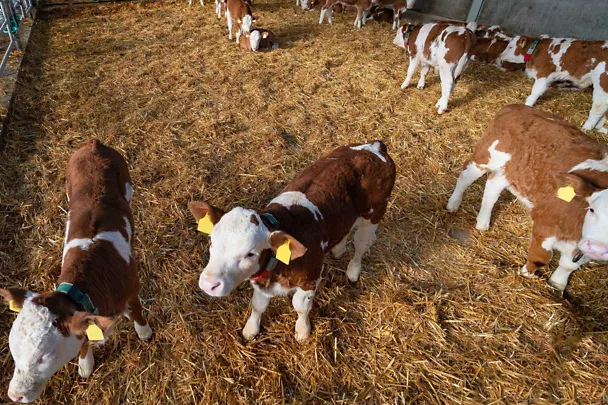 Fresser in einem Stall Fresser in einem Stall